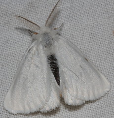 Euproctis melanosoma