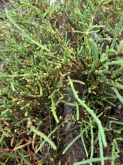 Tecticornia indica