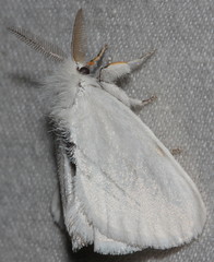 Euproctis melanosoma