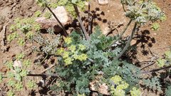 Lomatium dasycarpum dasycarpum