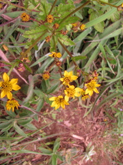 Gynura