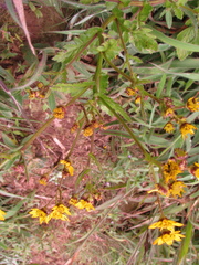 Gynura