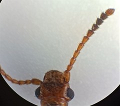 Cryptamorpha desjardinsi