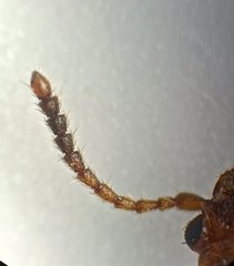 Cryptamorpha desjardinsi
