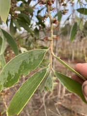 Melaleuca viridiflora