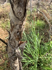 Melaleuca viridiflora