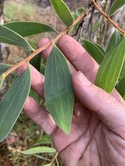 Melaleuca viridiflora