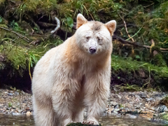 Ursus americanus kermodei