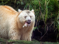 Ursus americanus kermodei