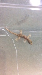 Hemidactylus platyurus