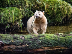 Ursus americanus kermodei