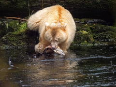 Ursus americanus kermodei