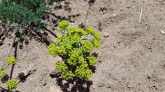 Lomatium dasycarpum dasycarpum