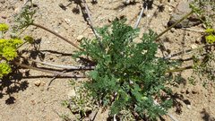 Lomatium dasycarpum dasycarpum
