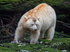 Ursus americanus kermodei