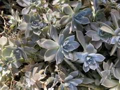 Graptopetalum