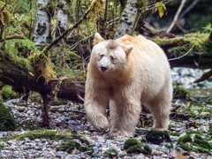 Ursus americanus kermodei
