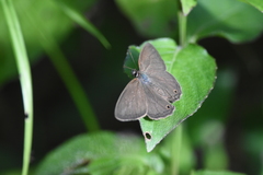 Euptychoides