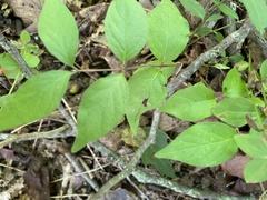 Lonicera