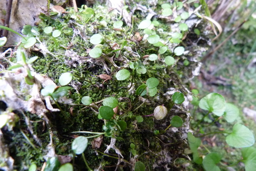 Azorella cockaynei · iNaturalist