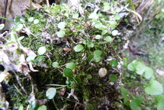 Azorella cockaynei