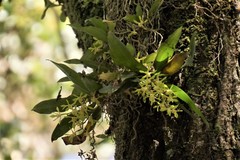 Sarcochilus parviflorus
