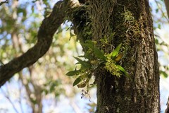 Sarcochilus parviflorus