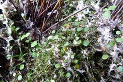 Azorella cockaynei