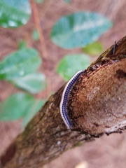 Spirobolellus immigrans
