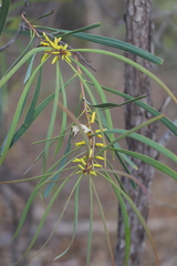 Persoonia falcata