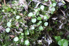 Azorella cockaynei