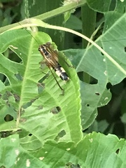 Conocephalus versicolor