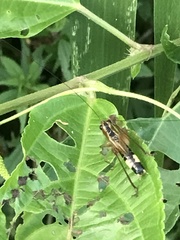 Conocephalus versicolor