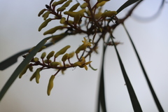 Persoonia falcata