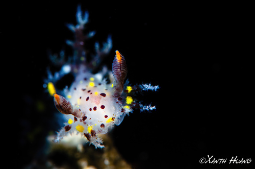 Luminescent Sea Slug