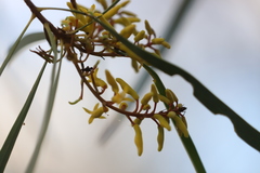 Persoonia falcata