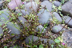 Gentianella grisebachii