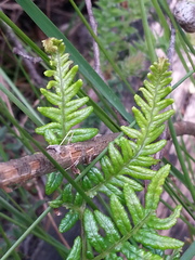 Pteridium esculentum