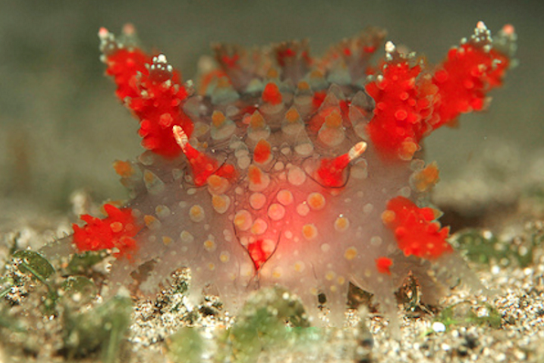 Parade-Float Sea Slug