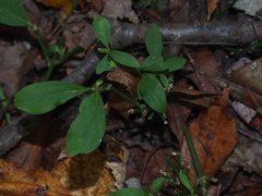 Euonymus obovatus