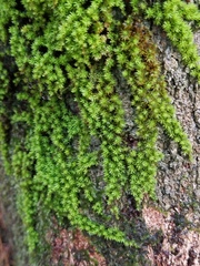 Macromitrium microstomum