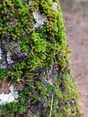 Macromitrium microstomum