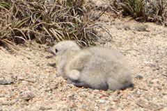 Ichthyaetus hemprichii