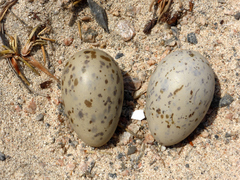 Ichthyaetus hemprichii