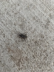 Sphenophorus australis