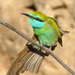 Arabian Bee-Eater - Photo (c) Roberto Sindaco, some rights reserved (CC BY-NC-SA), uploaded by Roberto Sindaco