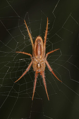 Larinia directa