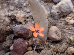 Drosera miniata