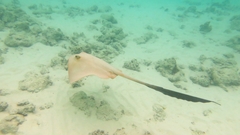 Cowtail Ray photo 3