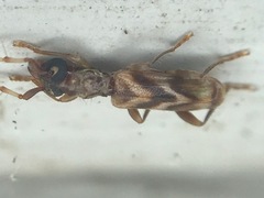 Stenhomalus taiwanus